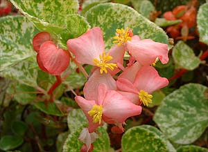 B. ‘Variegata’